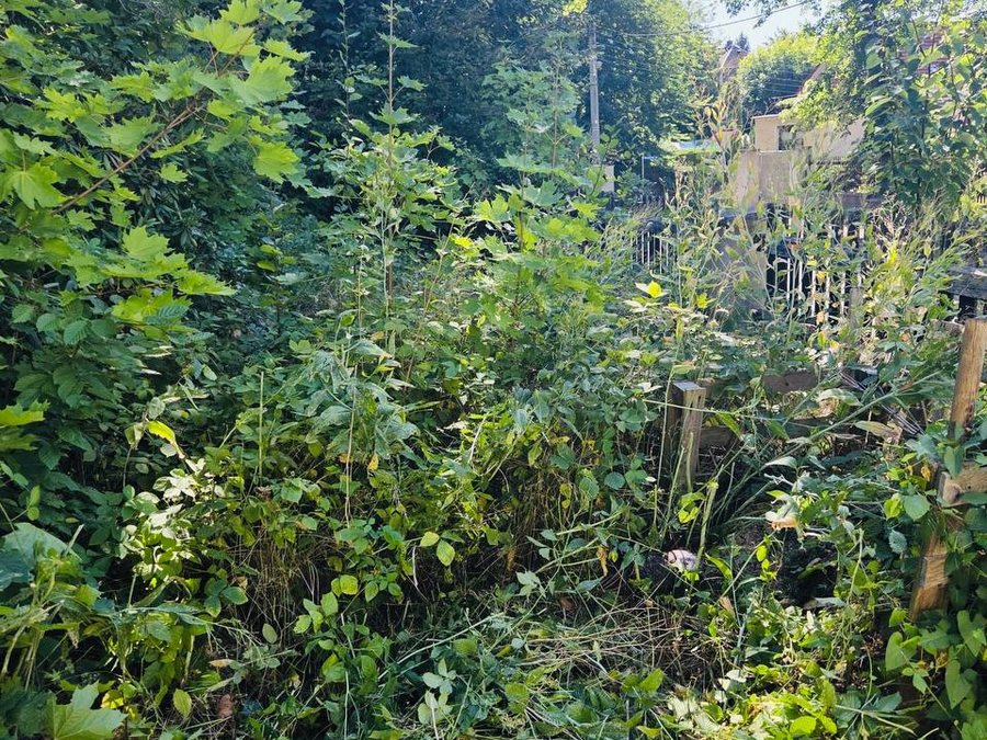 Verwilderte Fläche vor dem Freischnitt