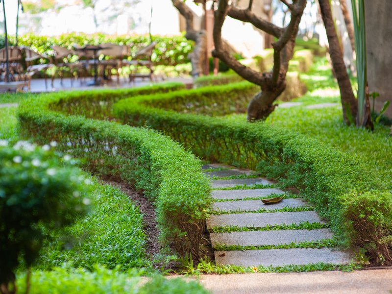 Sauber geschnittene Hecke entlang eines Weges